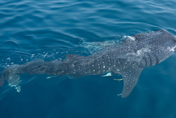 Discover Qatar – Whale Sharks of Qatar Tours